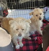 Tex and Rex (BONDED must be adopted together)