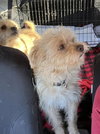 Tex and Rex (BONDED must be adopted together)