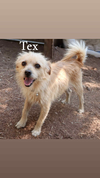 Tex and Rex (BONDED must be adopted together)