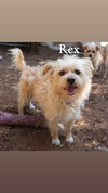 Tex and Rex (BONDED must be adopted together)
