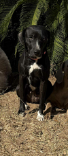 Domino