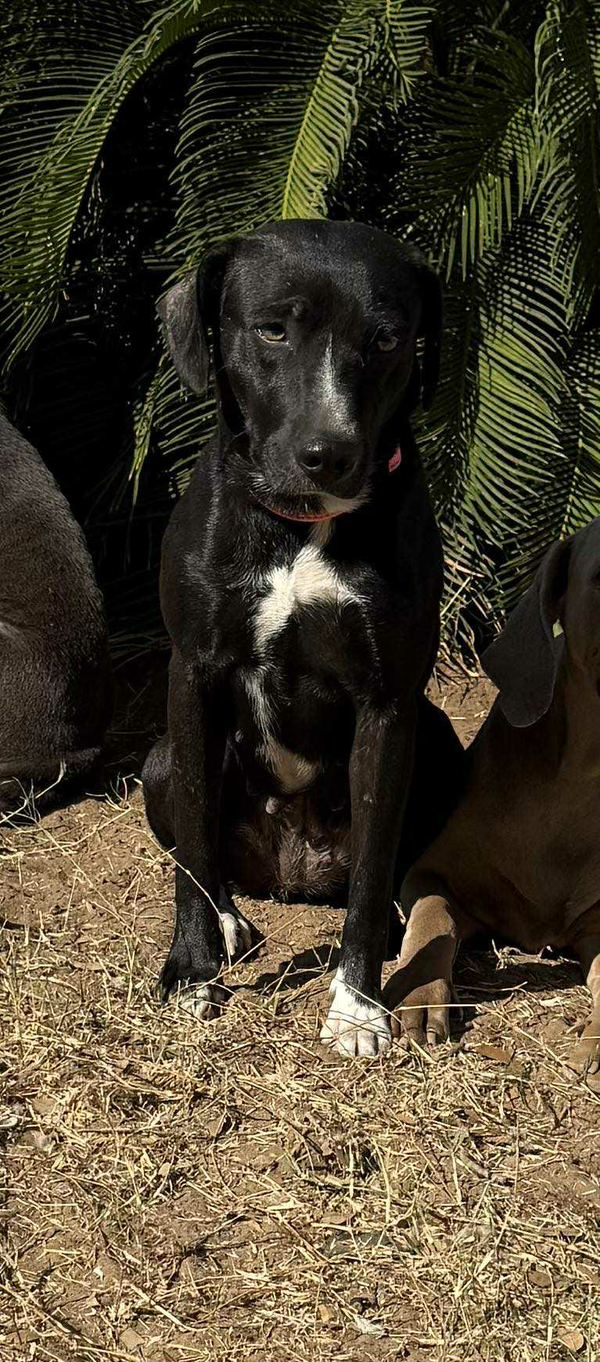 Domino