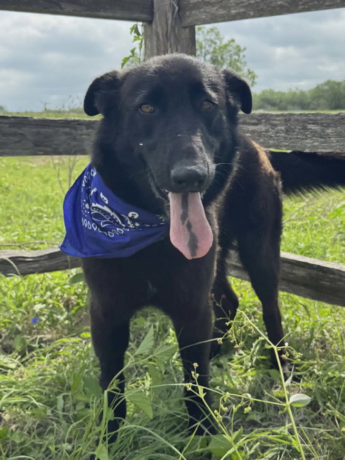 Bear, an adoptable Labrador Retriever in Paramus, NJ