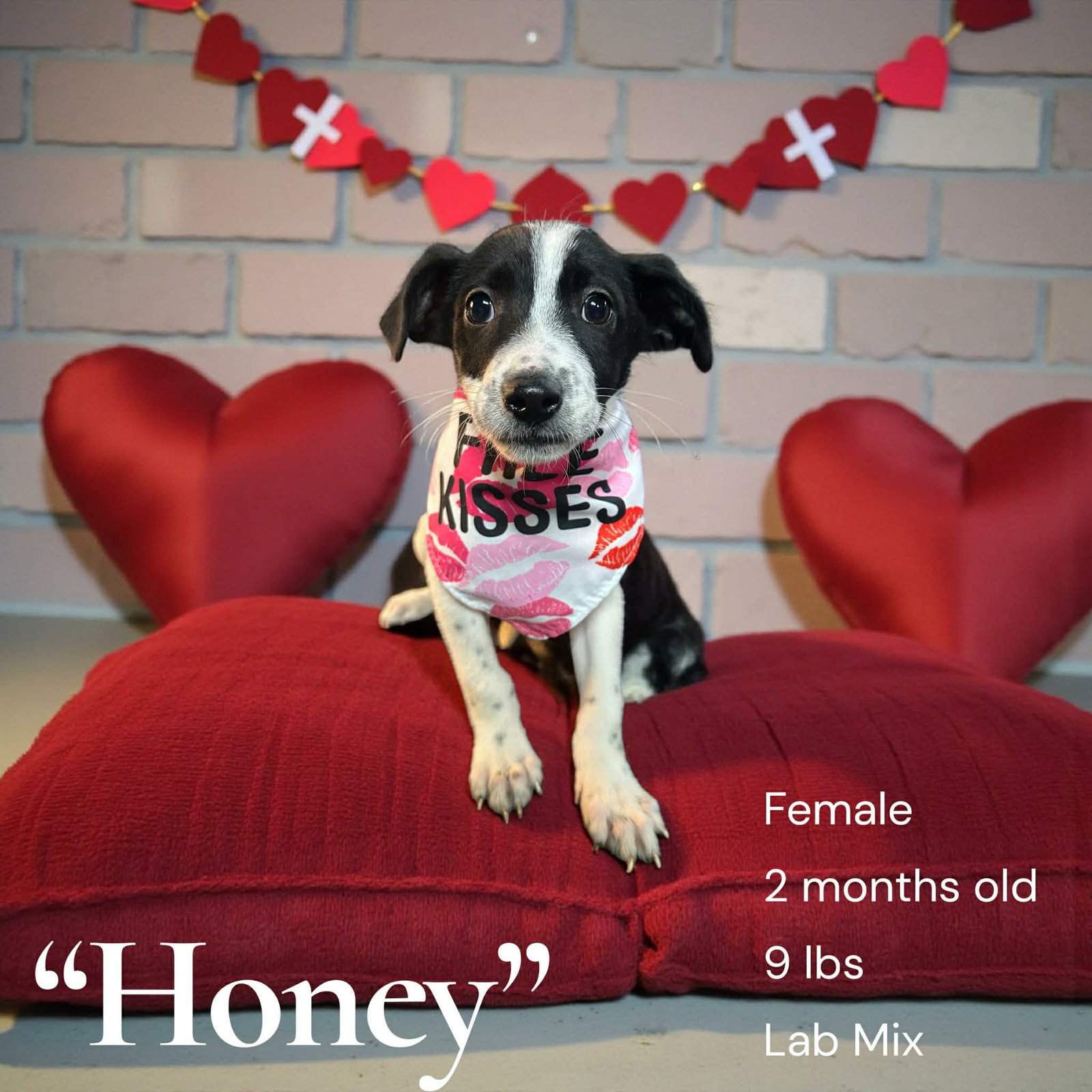 Honey Image
