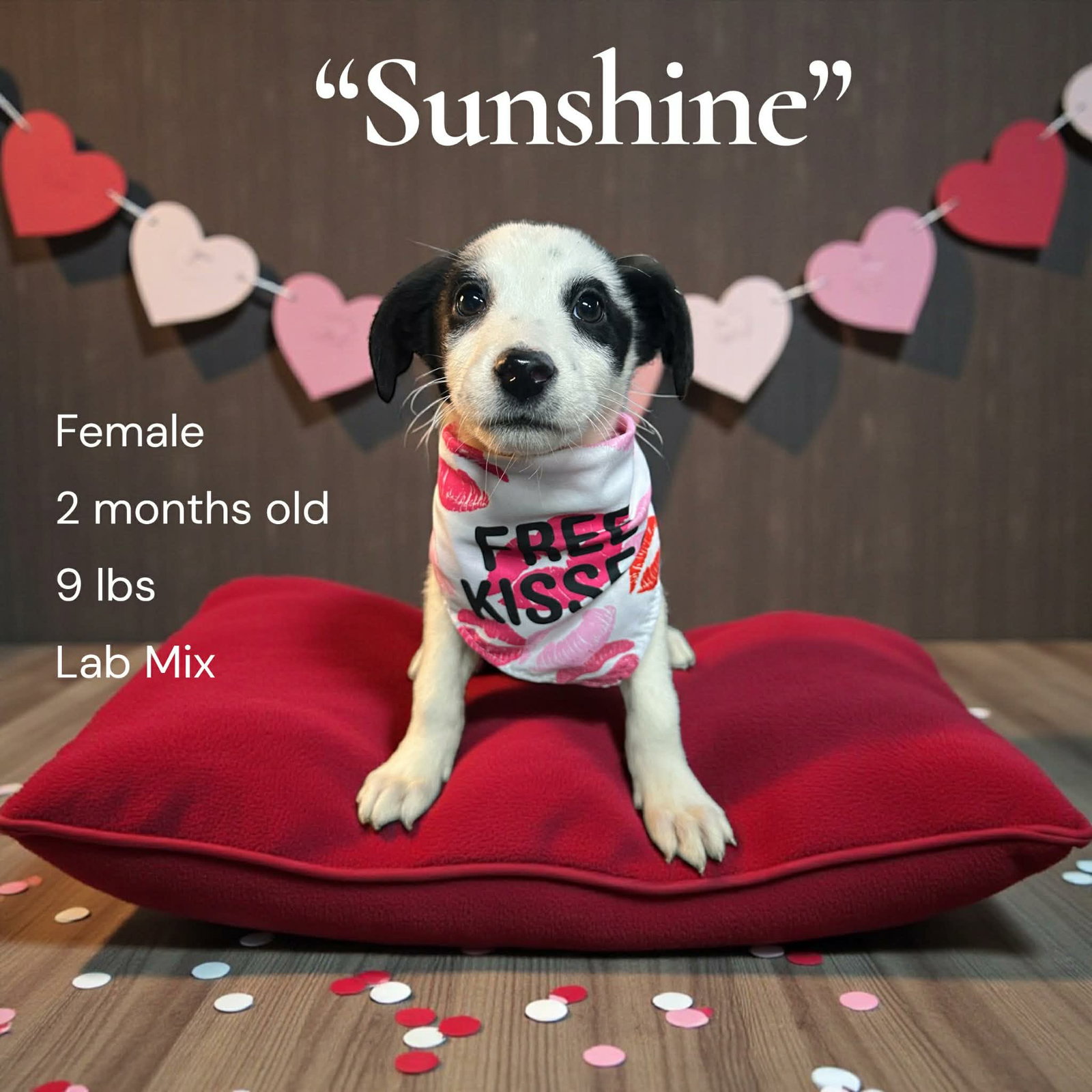 Sunshine Image