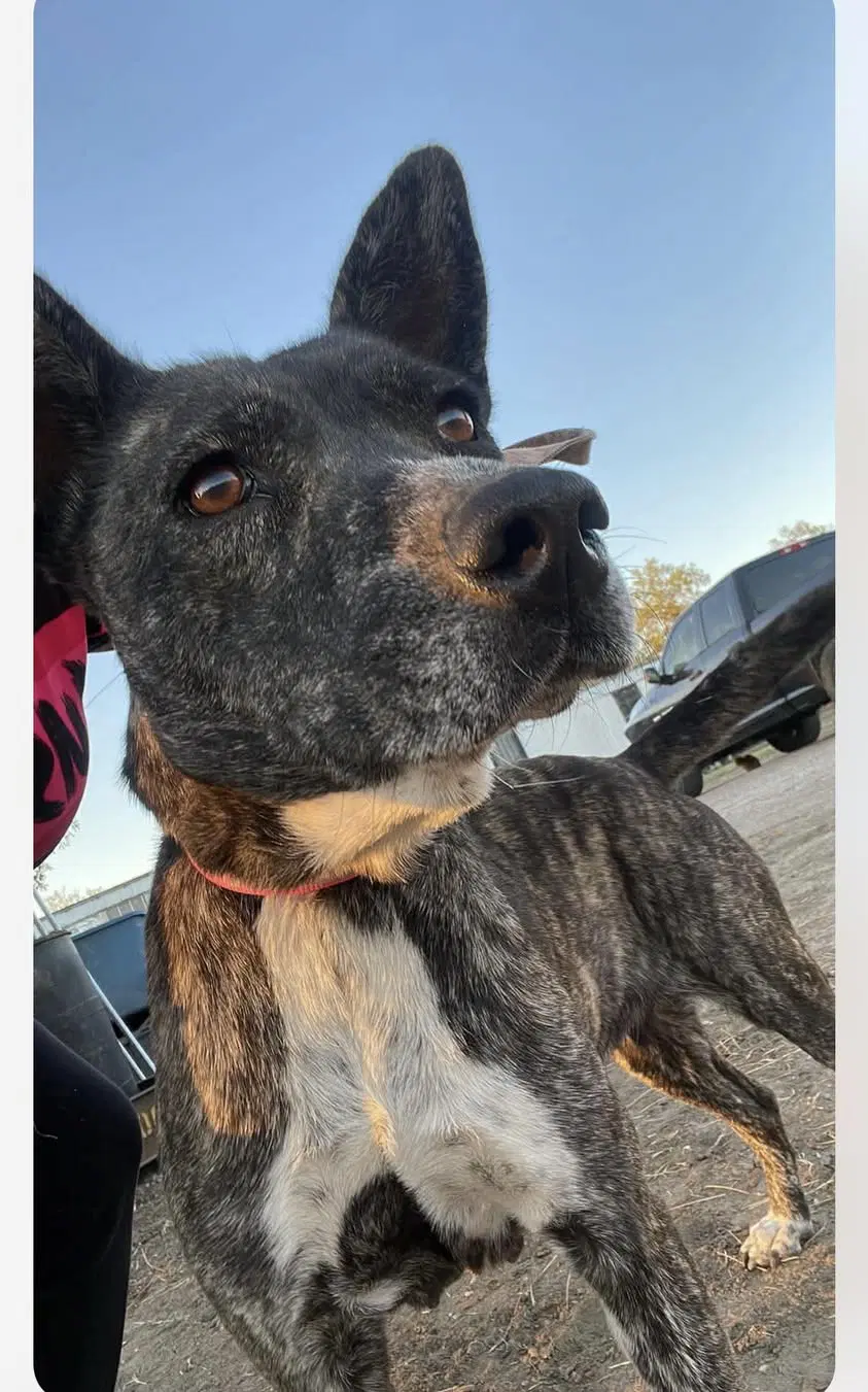Selma - Australian Cattle Dog/Blue Heeler