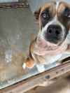 Sadie