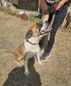 Sadie