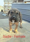 Sadie-J