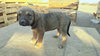 Sadie-J