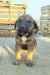 Sadie-J