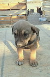 Sadie-J