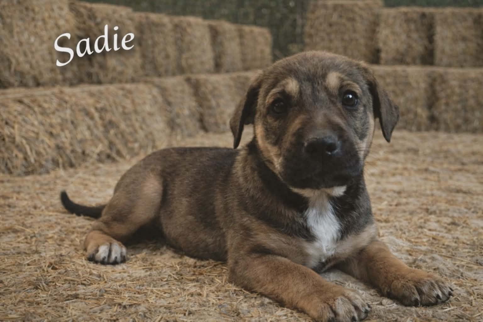 Unknown Breed