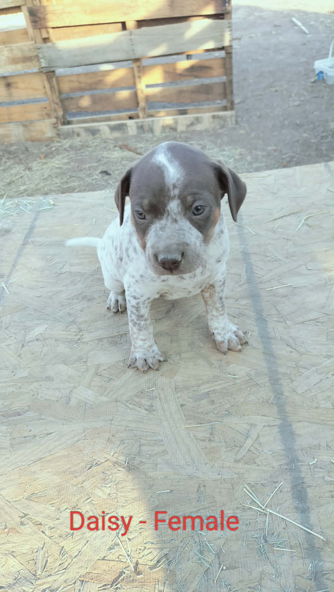 Unknown Breed
