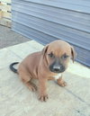 Teddy
