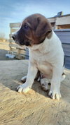Gus