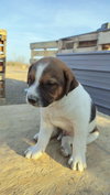Gus