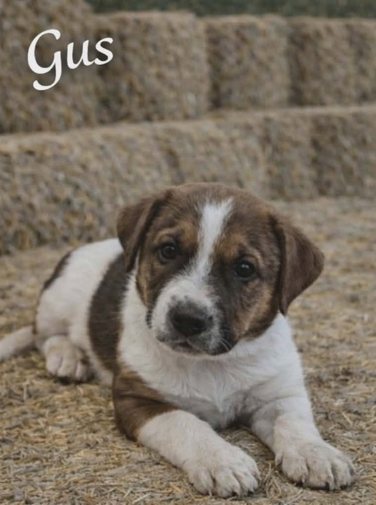 Gus