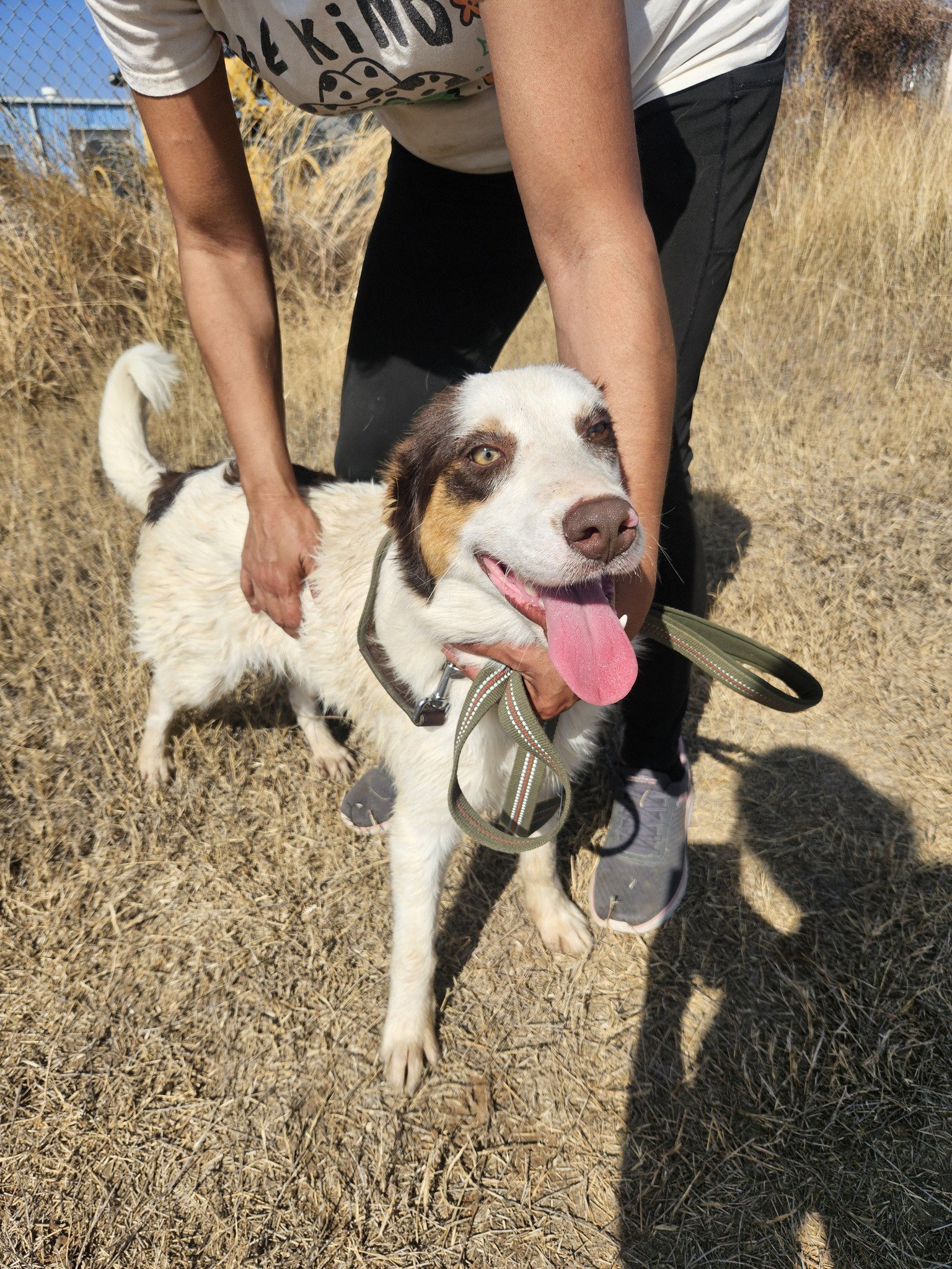 Australian Shepherd