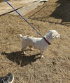 Poochie
