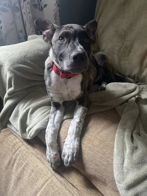 Smokey, an adoptable Australian Cattle Dog in Paramus, NJ