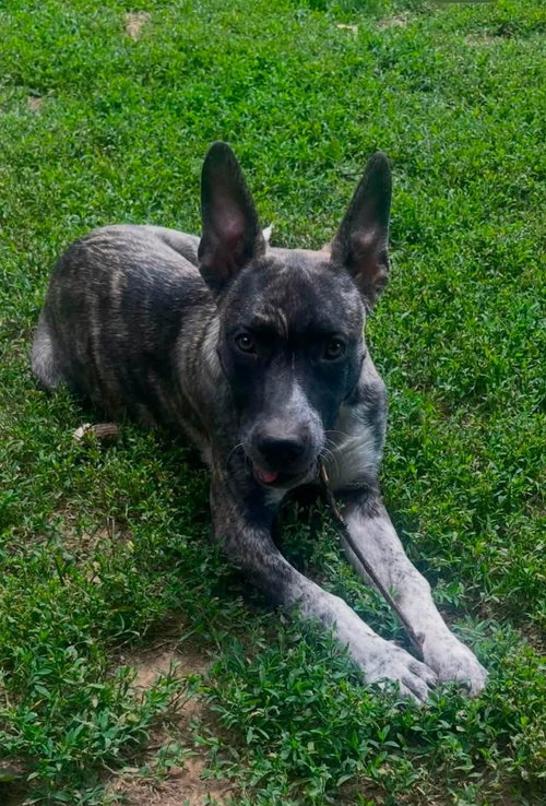 Smokey, an adoptable Australian Cattle Dog in Paramus, NJ