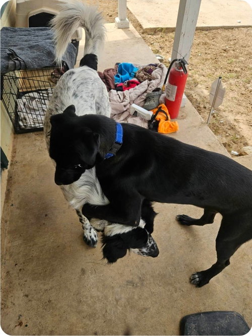 Jade photo 6