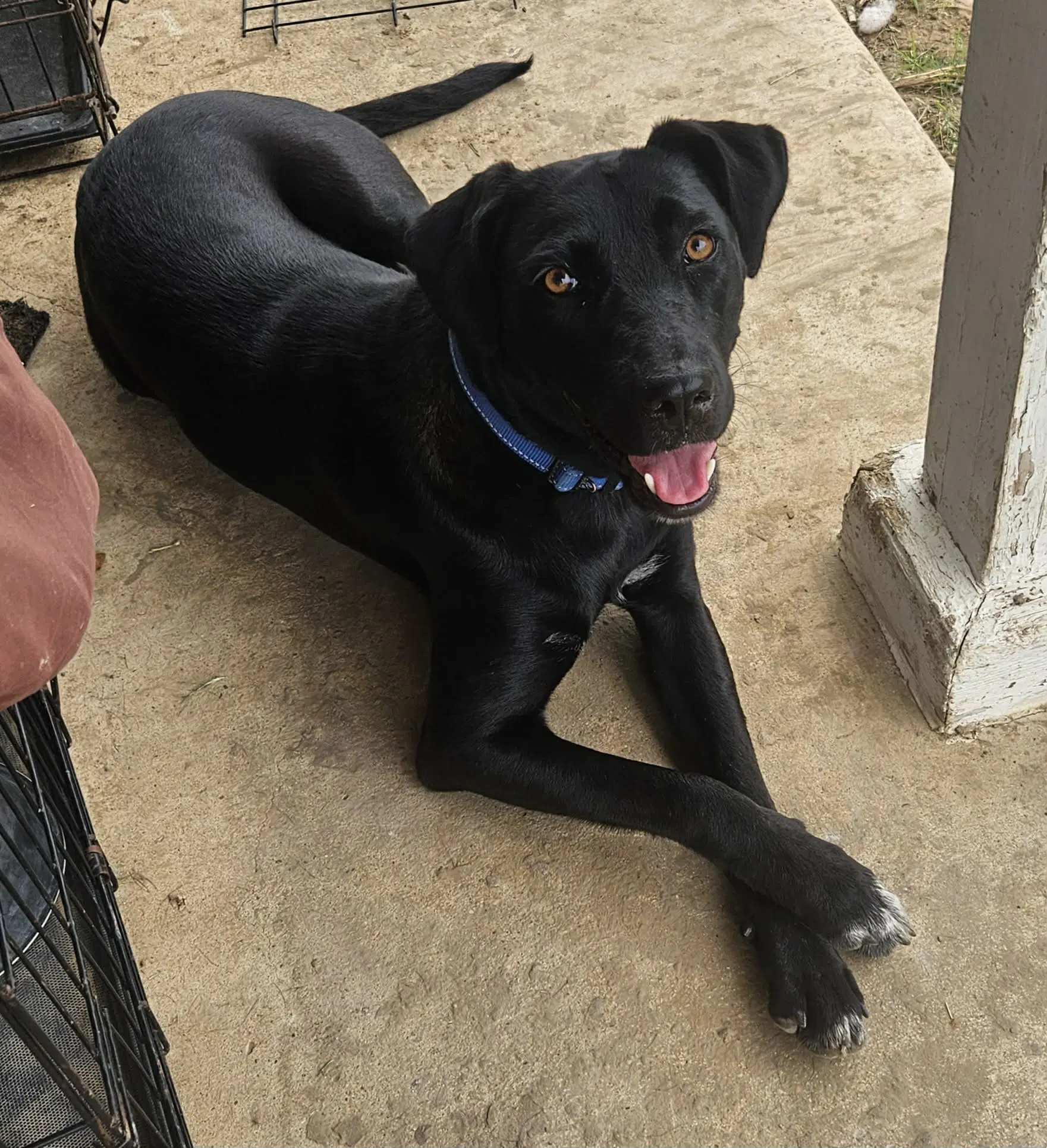 Jade - Labrador Retriever