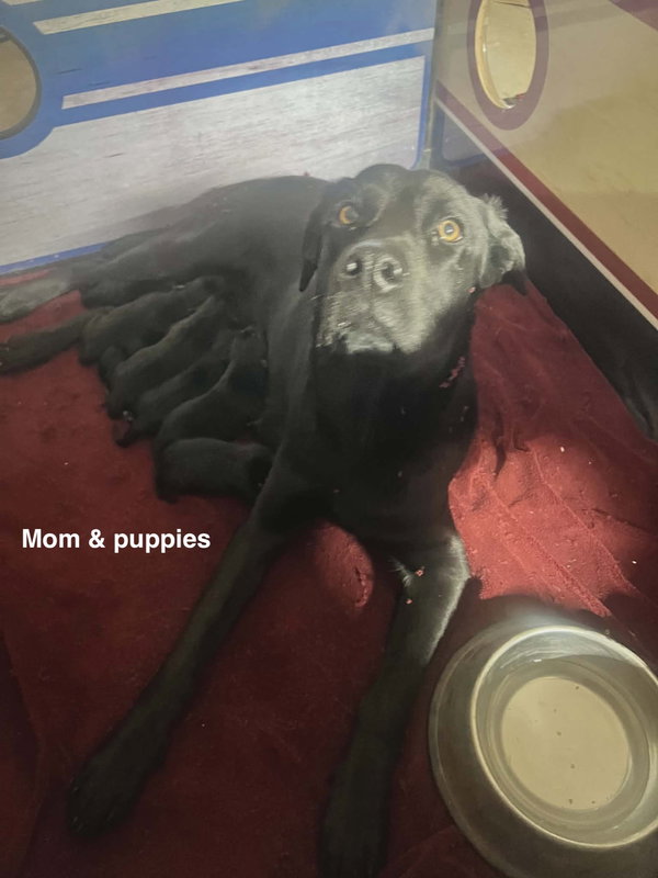 Milo