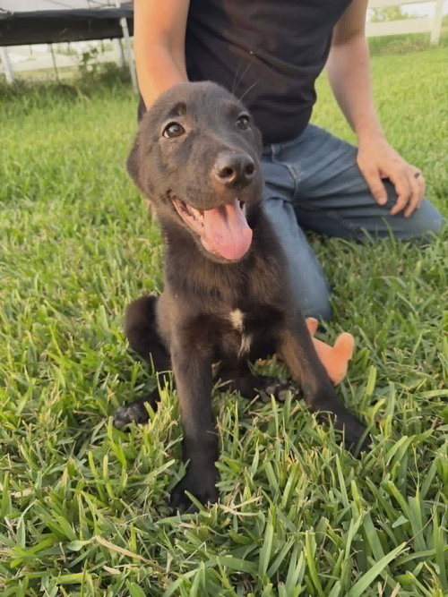 Milo photo 3