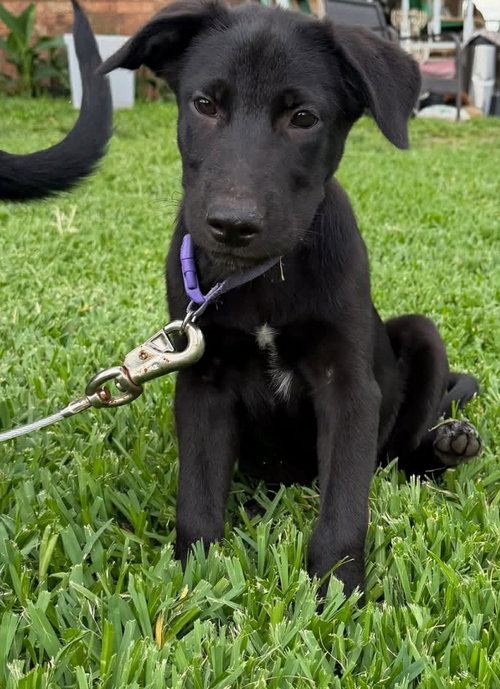Milo photo 2