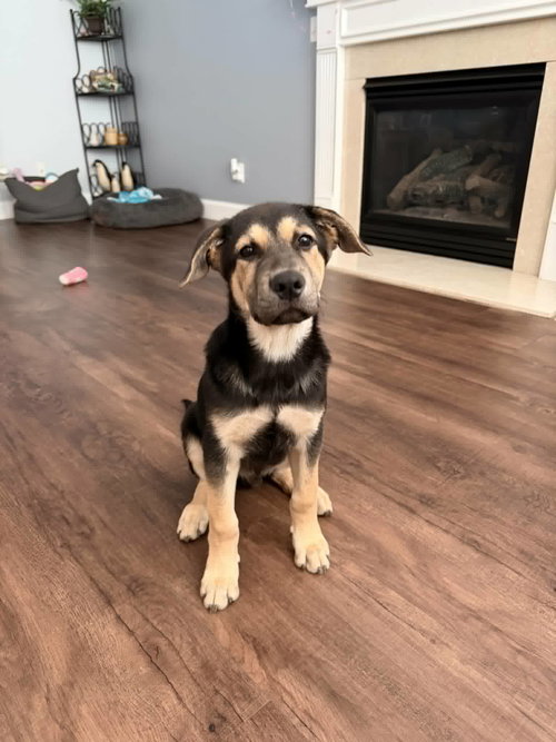 Nick, an adoptable Labrador Retriever in Paramus, NJ