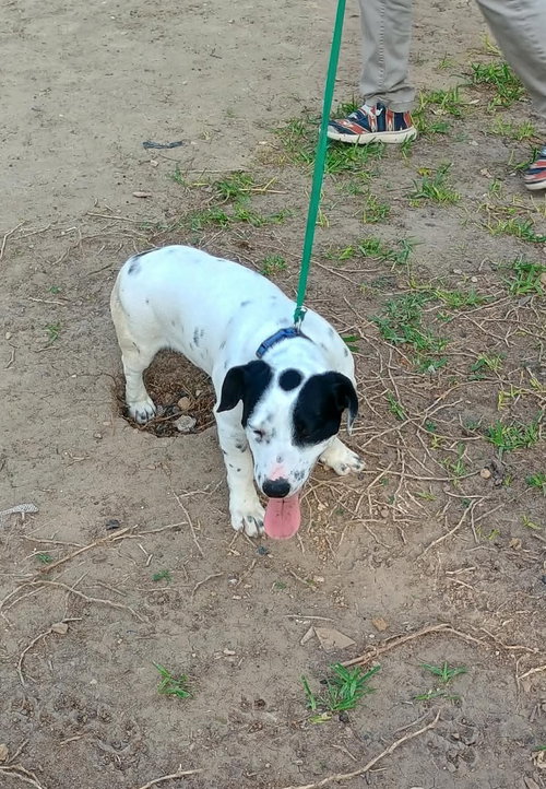 Sixto, an adoptable Unknown breed in Paramus, NJ