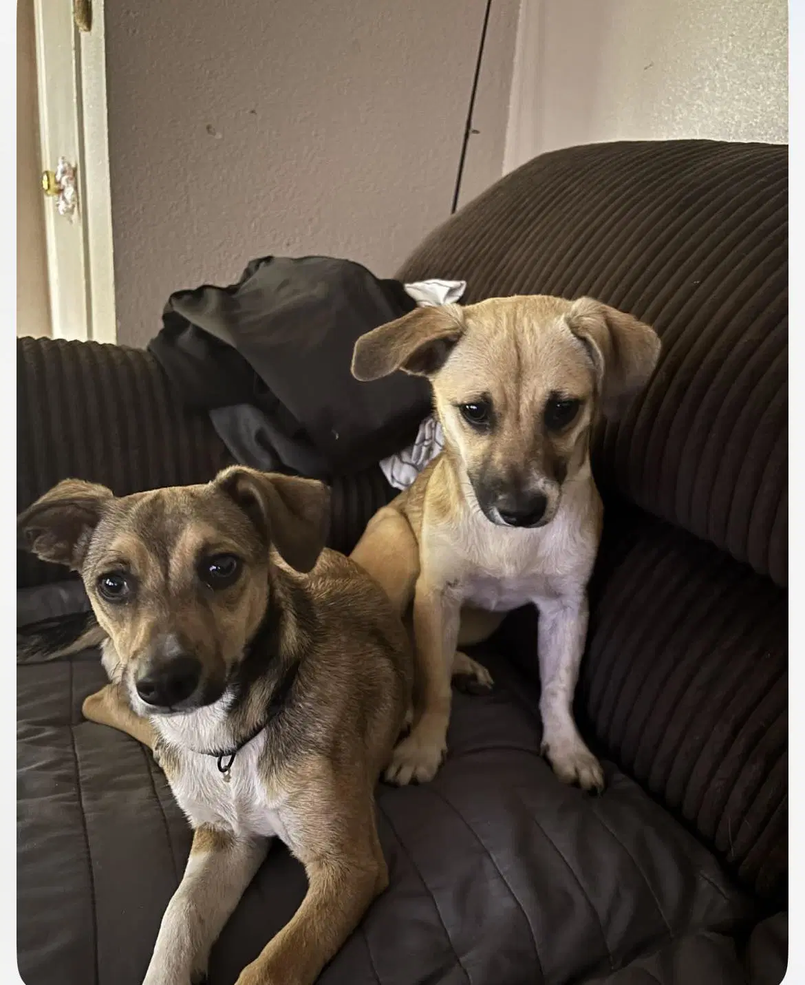 Luna And Zeus - Unknown