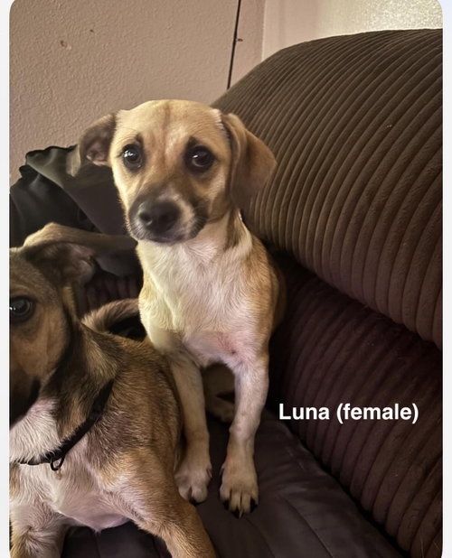 Luna and Zeus photo 6