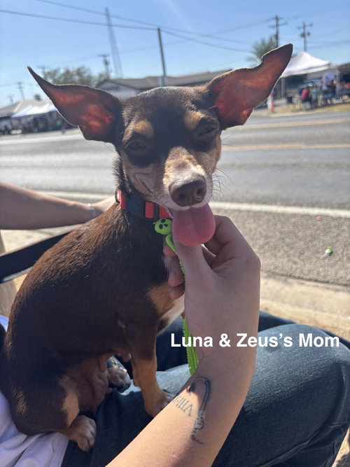 Luna and Zeus photo 4