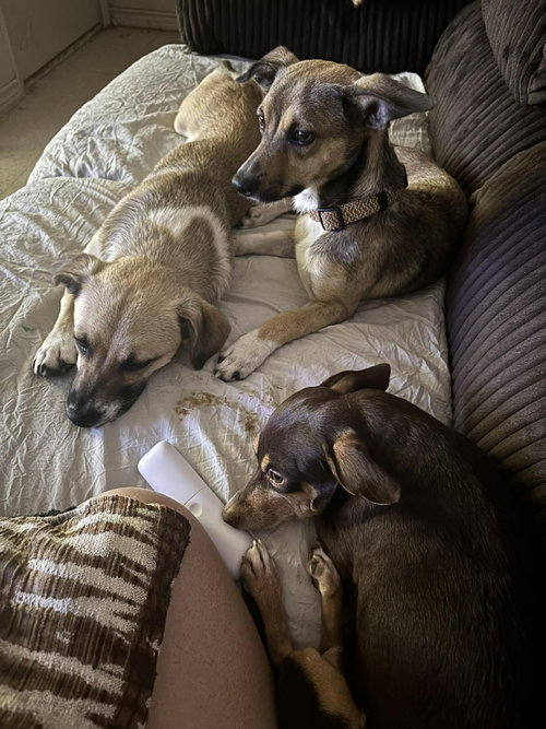 Luna and Zeus photo 5