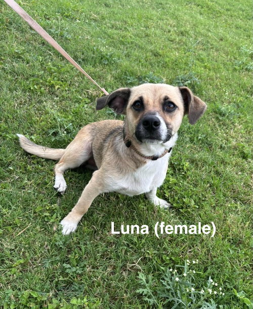 Luna and Zeus photo 2