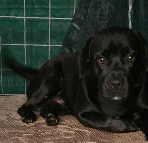 Midnight, an adoptable Unknown breed in Paramus, NJ