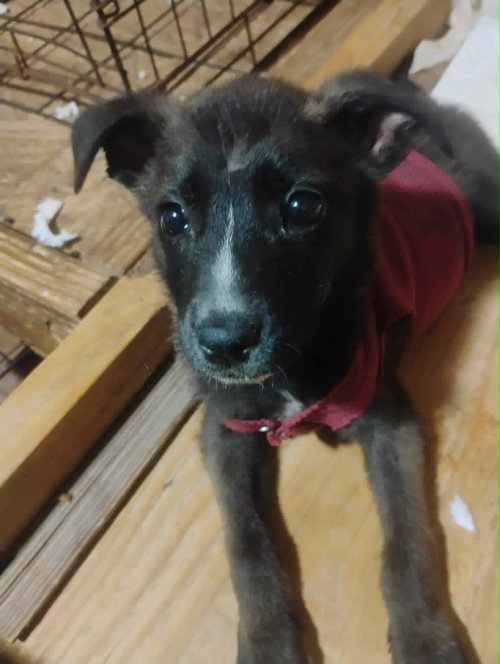 Marina del Rey, an adoptable Unknown breed in Paramus, NJ