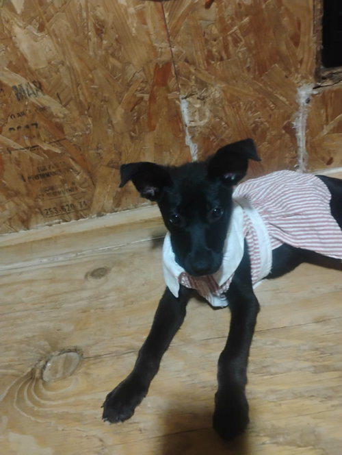 Zena, an adoptable Unknown breed in Paramus, NJ