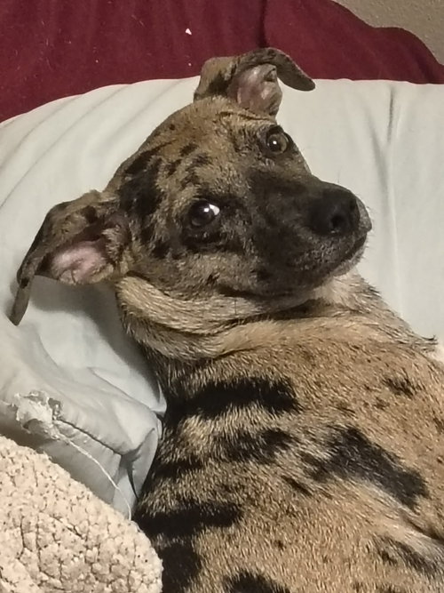 Oreo, an adoptable Unknown breed in Paramus, NJ