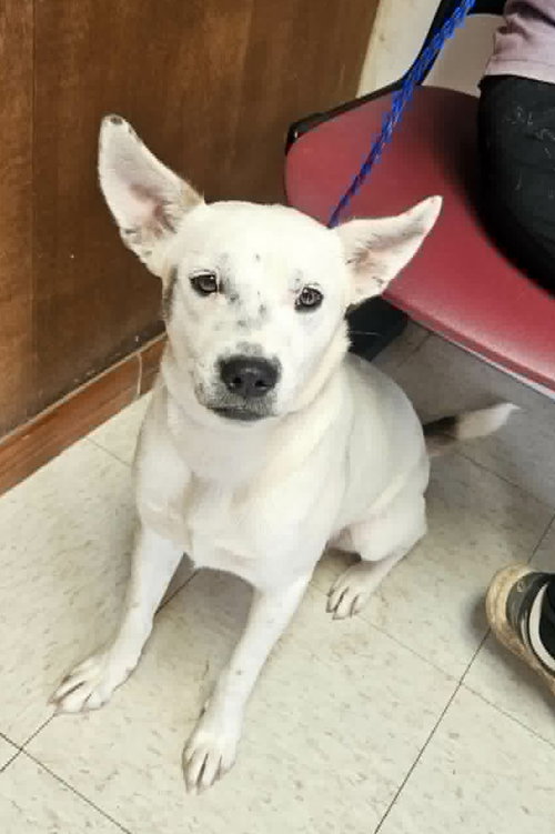 Cotton, an adoptable Unknown breed in Paramus, NJ