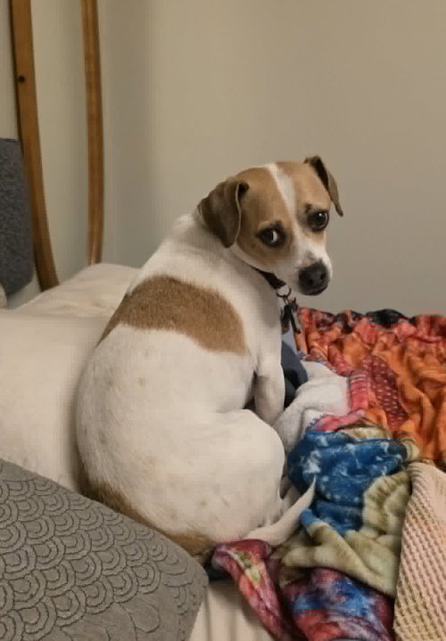 Barkley, an adoptable Jack Russell Terrier in Paramus, NJ