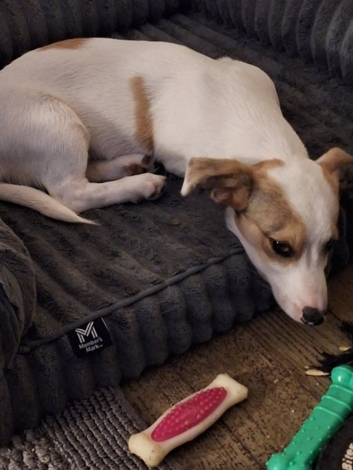 Barkley photo 2