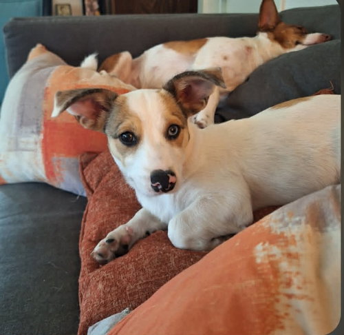 Barkley, an adoptable Jack Russell Terrier in Paramus, NJ