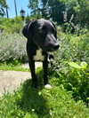 Patch (aka Sugar)