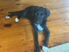 Patch (aka Sugar)