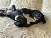 Patch (aka Sugar)