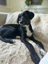 Patch (aka Sugar)